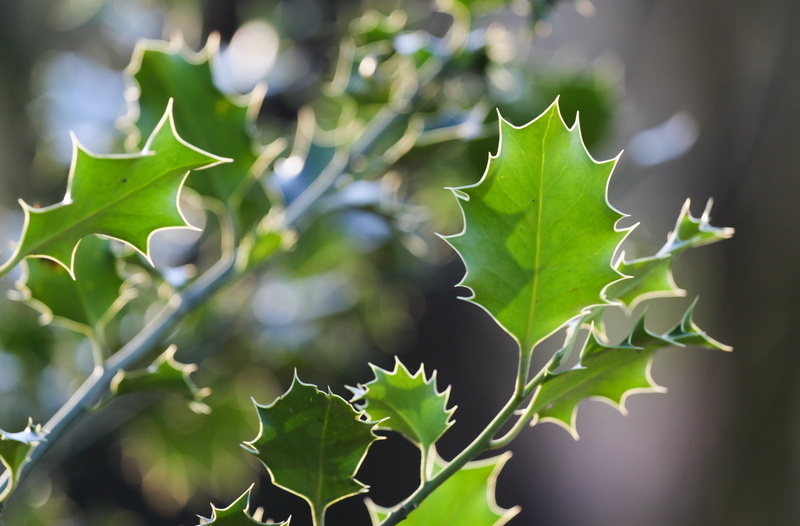 shallow, food and drink, focus on foreground, holly, beauty in nature, selective focus, nature, spiny, land, green, sunlight, leaves, periwinkle, plant part