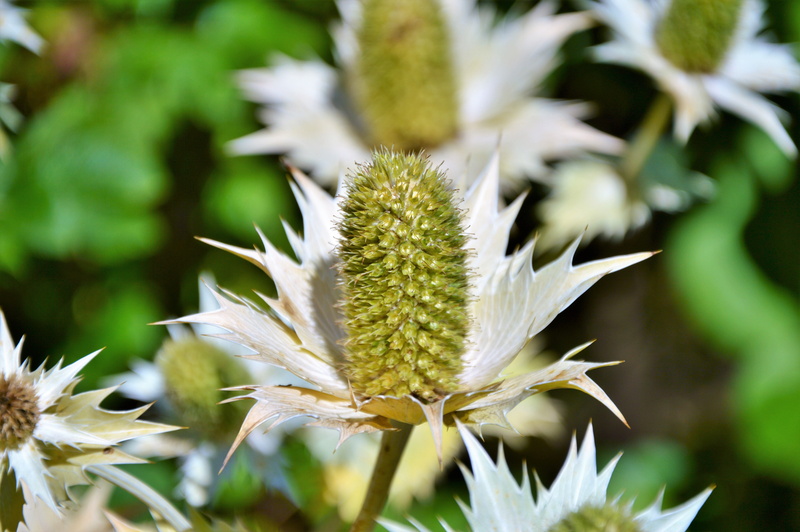 focus on foreground, green color, uncultivated, 5K, prickly, selective focus, flower head, freshness, beauty in nature, dandelion seed, blue, nature, dry