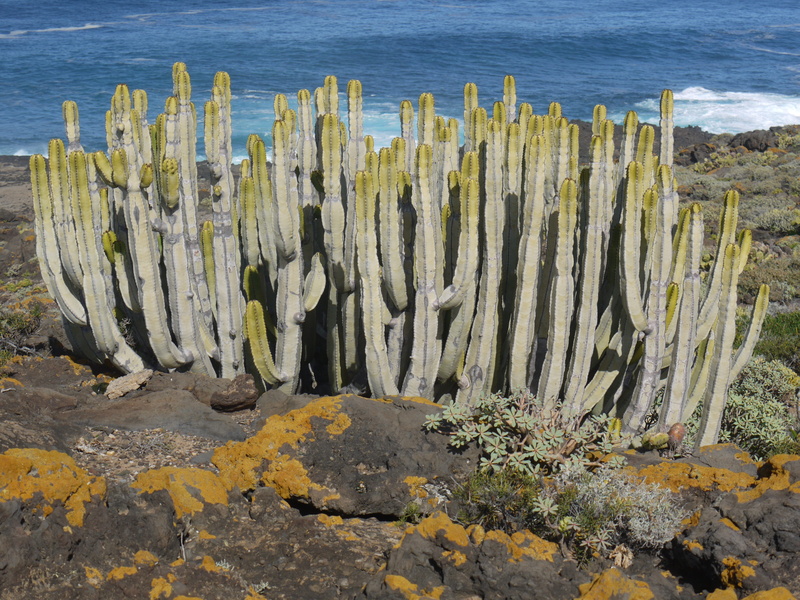 canary islands, cactus greenhouse, tranquil scene, similar to cacti, Tenerife, rock formation, spurge, sea, wood - material, Spurge Family, solid, nature