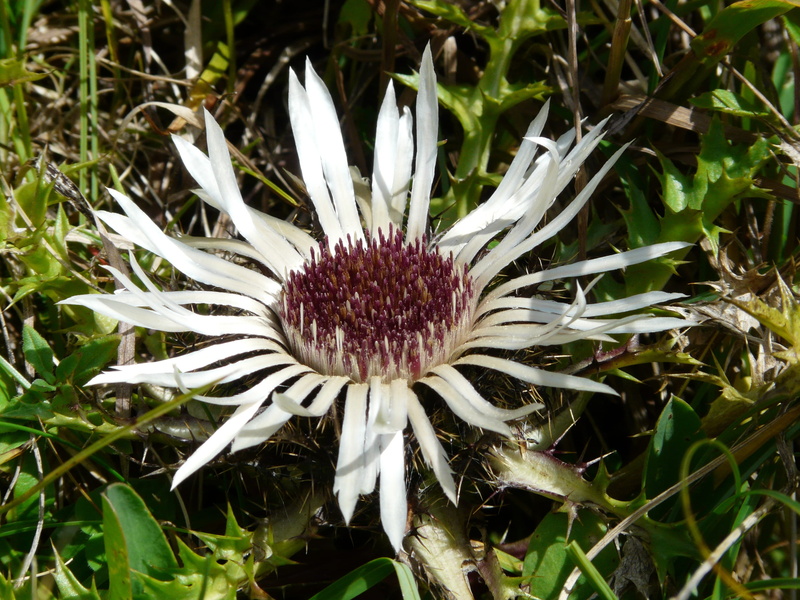pollen, green Color, white color, inflorescence, asteraceae, meadow, spiny, 2K, nature, close, mountains, outdoors, fragility, silver, petal, Bloom, growth