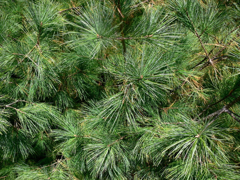 plant, evergreen, land, needles, fir tree, plant part, christmas, spiky, tree, close-up, green color, no people, foliage, nature, leaf, branch, lush foliage
