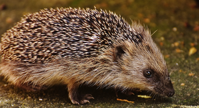 grey, spiny, animal wildlife, one animal, vertebrate, sharp, wild, little, hedgehog, animals in the wild, animal hair, no people, day, animal themes, whisker