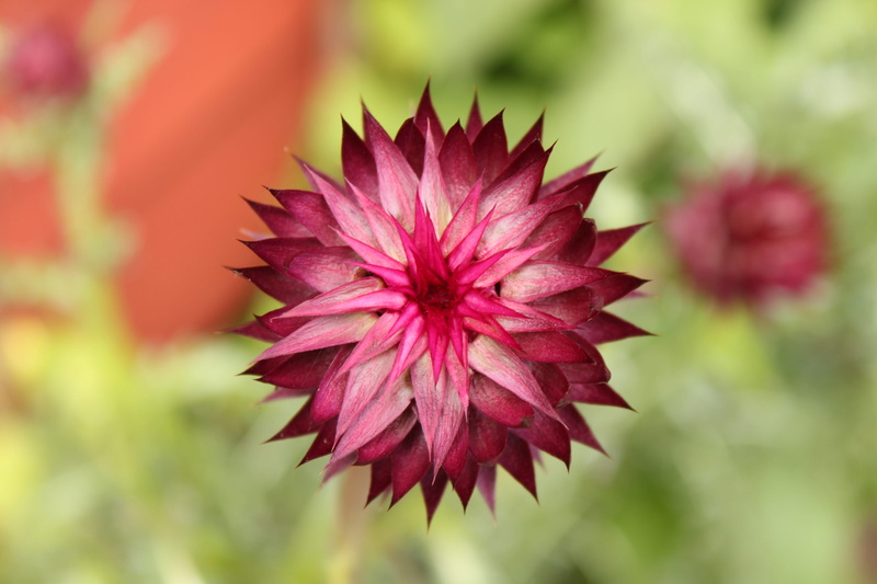 flower, garden, burgundy, selective focus, red flower, inflorescence, vulnerability, growth, Garden, Flower, fragility, 4K, flowering plant, petal, plant