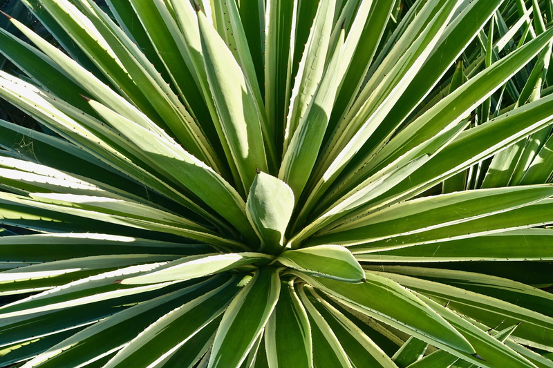 day, rainforest, growth, leaves, beauty in nature, frond, tropical climate, nature, freshness, leaf, Spiny, Cactus, natural pattern, no people, plant, plant part