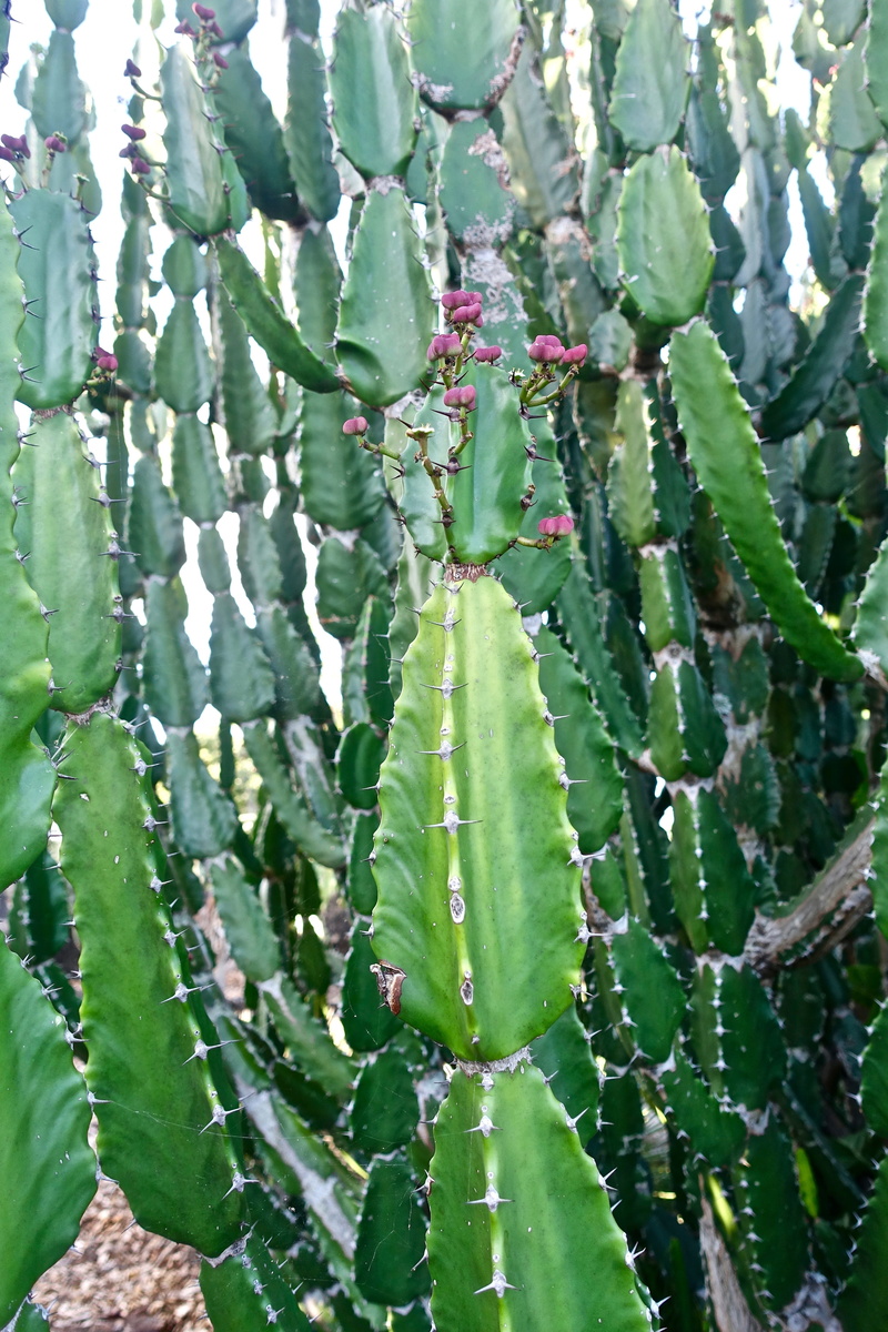 botany, aloe, Organic, shape, tranquility, plant part, thorn, Succulent, backgrounds, nature, freshness, spiked, plant, succulent plant, agriculture, leaf