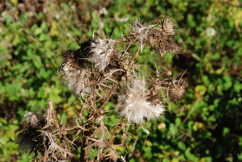 dandelion seed, growth, outdoors, flower head, day, field, close-up, fragility, Spiny, Arid, beauty in nature, land, softness, nature, 4K, plant, inflorescence