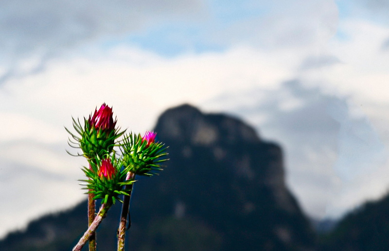 sky, close-up, flower, sepal, mountain thistle, Mountain, inflorescence, no people, alpine flower, cloud - sky, freshness, alpine thistle, p, Flora, spiny