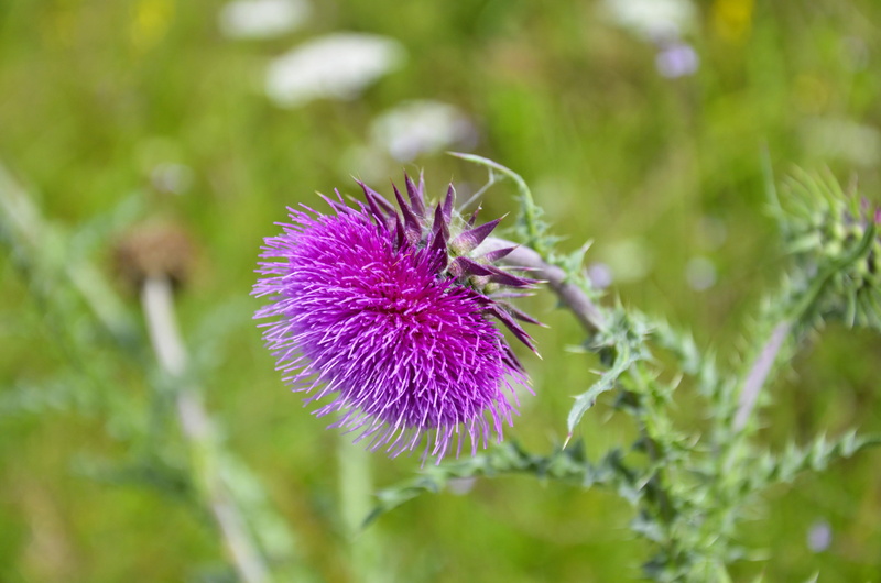 plant, flower head, prickly, nature, Silybum Marianum, focus on foreground, summer, springtime, inflorescence, fragility, scratchy, purple, bloom, flower