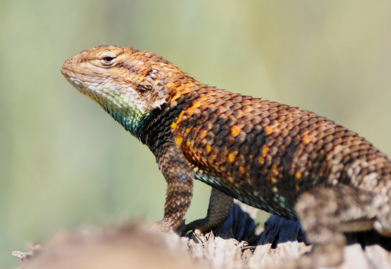 Desert Spiny Lizard, nature, animals in the wild, scales, rock, wildlife, animal themes, looking, 1080P, animal, profile view, outdoors, animal scale