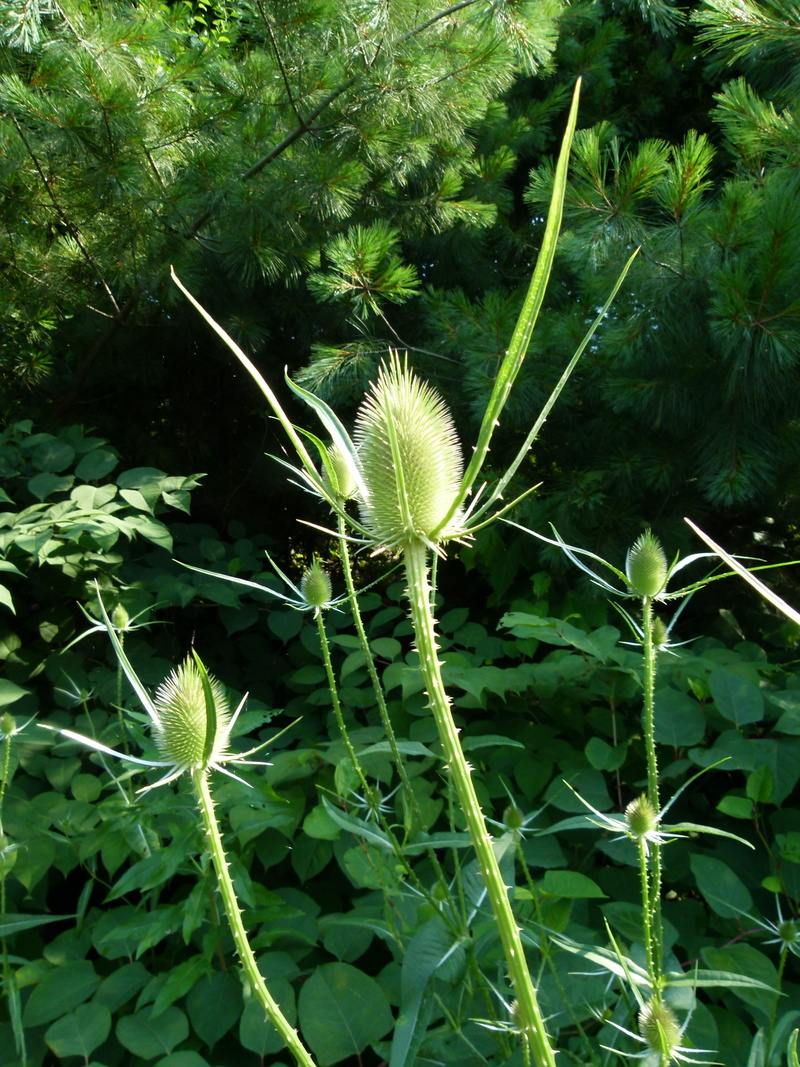 sepal, sunlight, day, 4K, spiny, flower head, green color, beauty in nature, outdoors, focus on foreground, close-up, spiky, teazle, flower, field, fragility