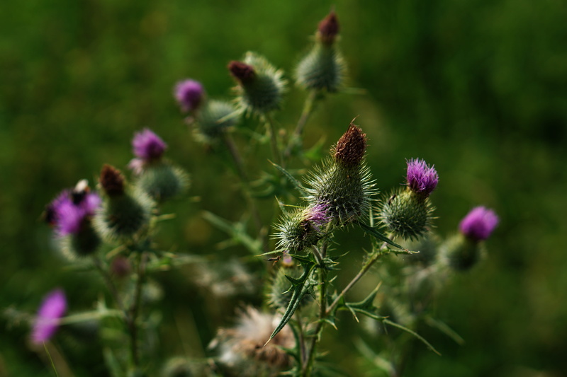 bloom, 5K, blossom, beauty in nature, green color, nature, day, scratchy, thistle, plant, no people, freshness, inflorescence, prickly, milk thistle, fragility