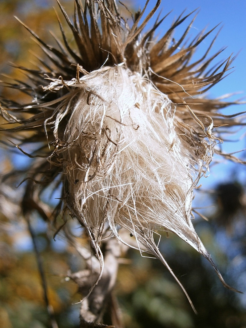 focus on foreground, nature, dried plant, wilted plant, white color, silybum, brown, outdoors, dead plant, softness, composites, seed, sunlight, close up
