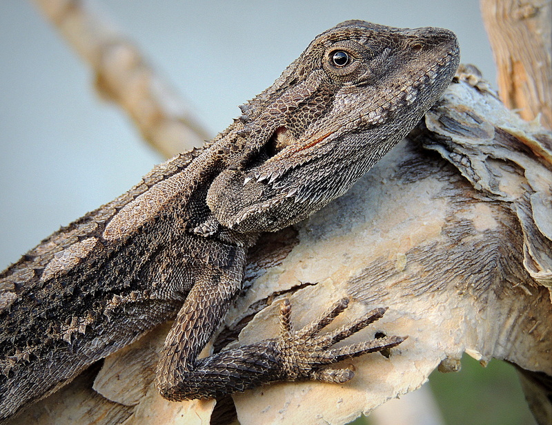 animal body part, animal wildlife, focus on foreground, close-up, reptile, profile view, macro, vertebrate, bearded dragon, animal scale, lizard, spiny