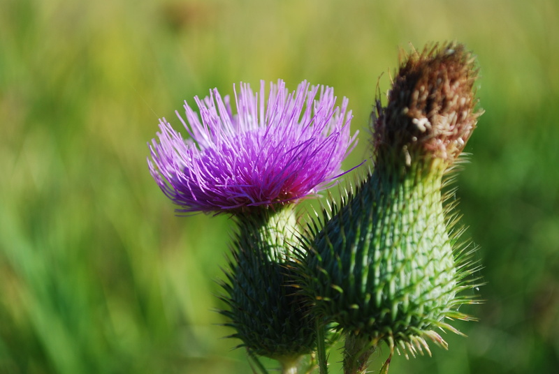 vulnerability, pollination, flower head, thistle spiny, no people, nature, petal, purple, close-up, pink color, freshness, focus on foreground, beauty in nature