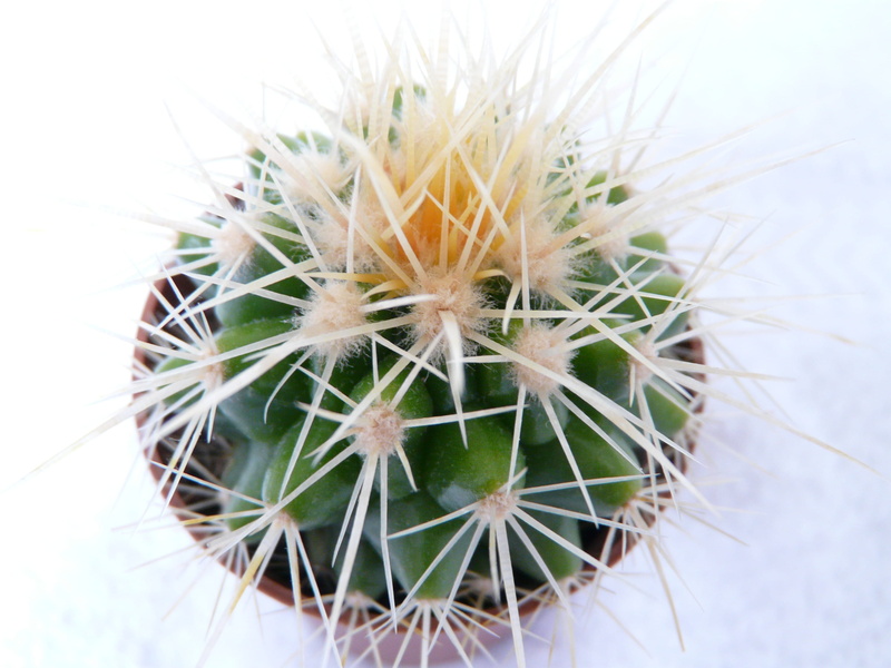 green, echinocactus grusonii, freshness, spur, golden ball cactus, thorn, spiny, prickly, mother in law chair, nature, cactus greenhouse, sharp, echinocactus