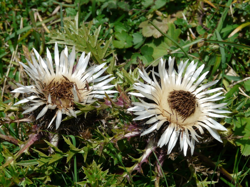 2K, flower, plant, thistle, white color, focus on foreground, beauty in nature, flower head, nature, spiny, flora, petal, meadow, wilted plant, flowering plant