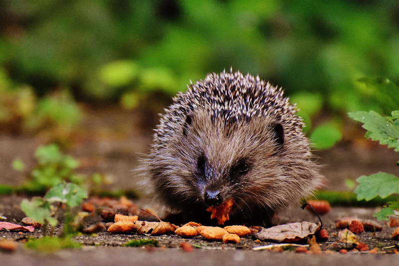 field, nature, blur, cute, sharp, land, animal, young hedgehog, wood, selective focus, 4K, animals in the wild, day, animal wildlife, close-up, no people