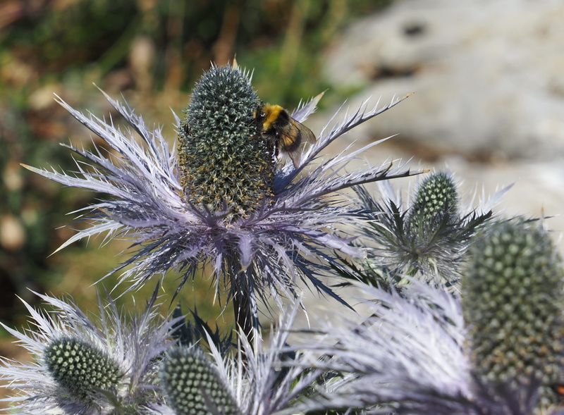 thistle, hummel, prickly, growth, vulnerability, blossom, flower head, freshness, spiny, plant, beauty in nature, summer, mountain thistle, flower, animals in the wild