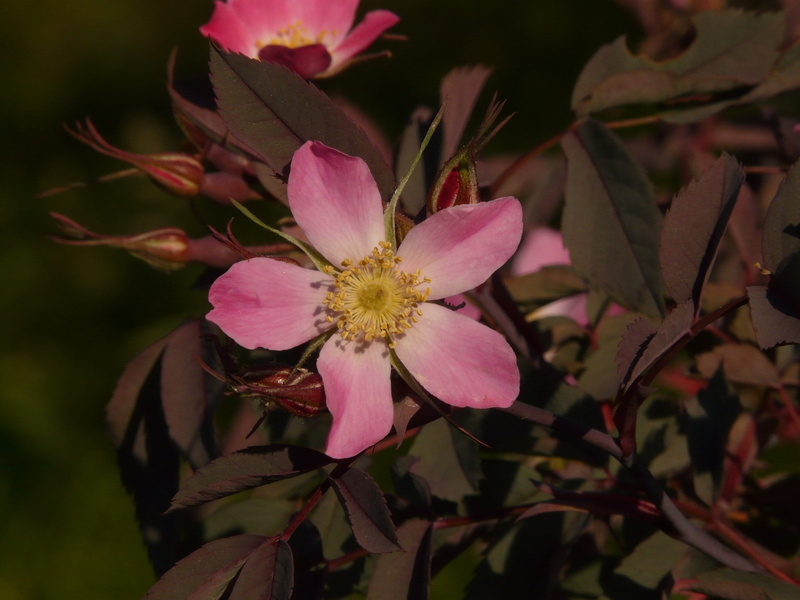 2K, dog rose, leaf, flowering plant, bloom, vulnerability, fragility, blossom, plant part, flower head, petal, focus on foreground, day, spiny, beauty in nature