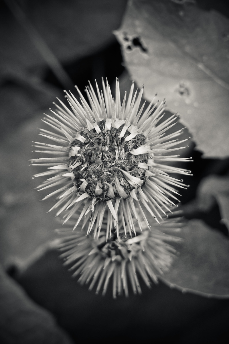 close up, thistle flower, flowering plant, off thistle, focus on foreground, pollen, prickly, vulnerability, freshness, flower, faded thistle, nature, thistle