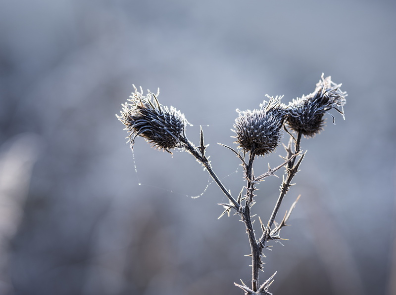 5K, sepal, growth, flower head, plant stem, Plant, outdoors, hard, Cold, vulnerability, Macro, fragility, cold temperature, dried plant, Aero, close-up