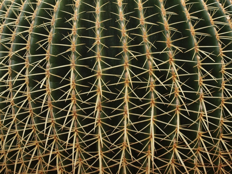 desert, roof, gold colored, plant, repetition, abstract, textured, cactus, pattern, texture, outdoors, spines, architecture, crisscross, design, nature