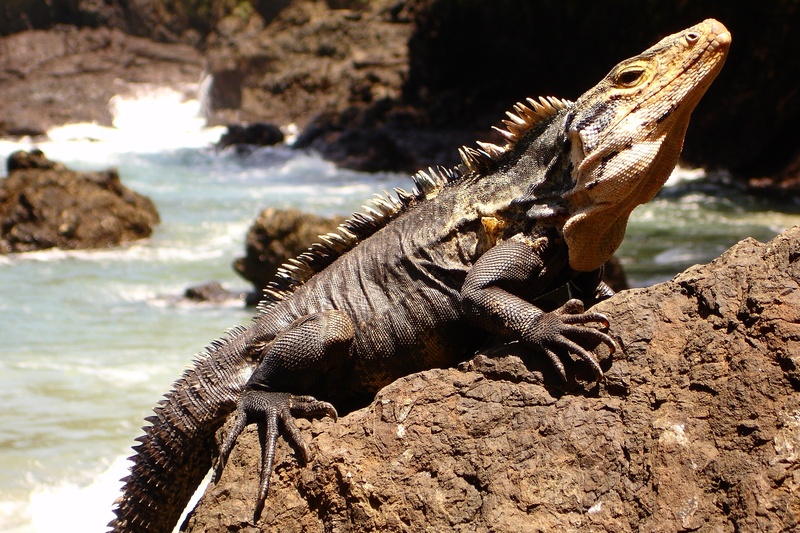 sunning, solid, 1080P, day, wild, water, rock - object, animal, animals in the wild, animal wildlife, sand, vertebrate, tailed, animal themes, focus on foreground