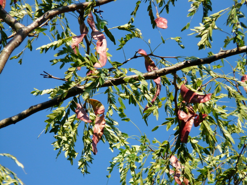 no people, beauty in nature, leather sleeves tree, 2K, leaf, healthy eating, fruits, day, outdoors, spiny, food, clear sky, sunlight, incorrect milii