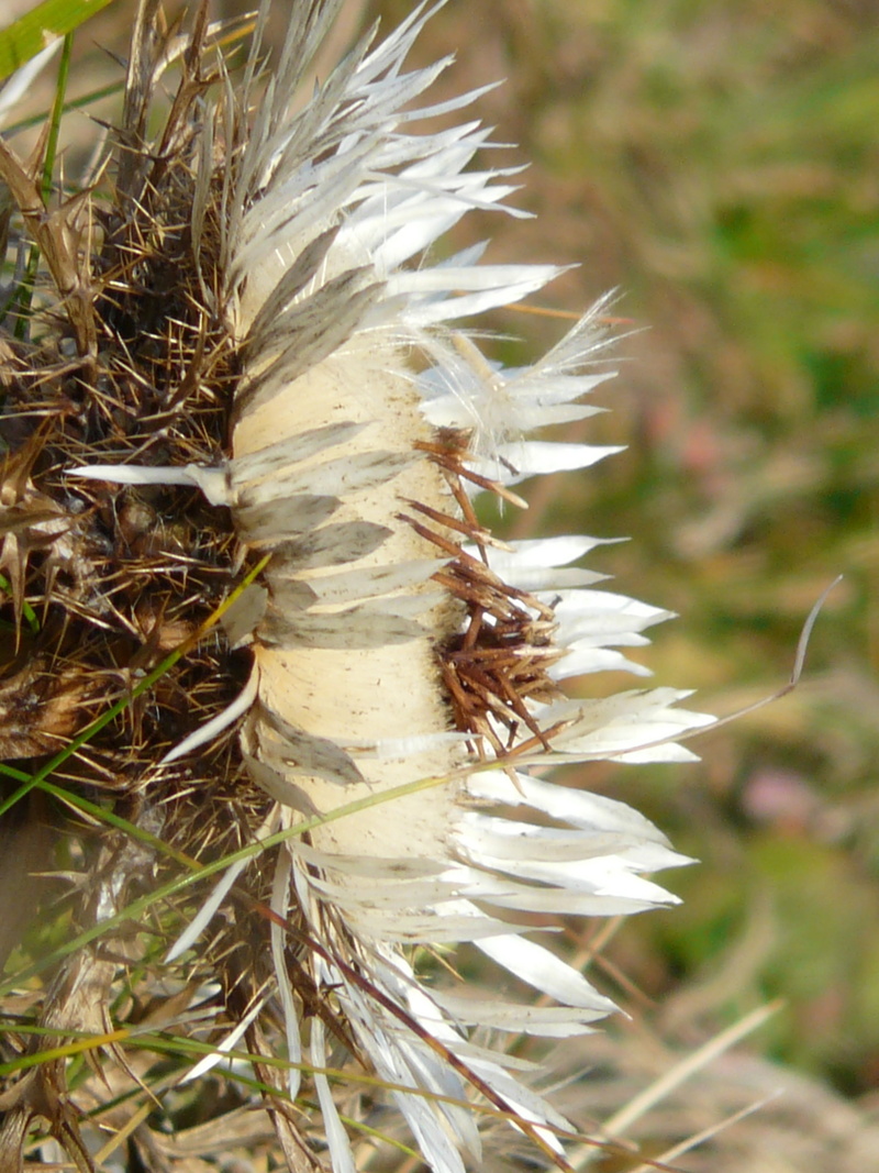 nature, focus on foreground, animals in the wild, animal themes, no people, white, blossom, bloom, vulnerability, outdoors, flower, insect, silver, prickly