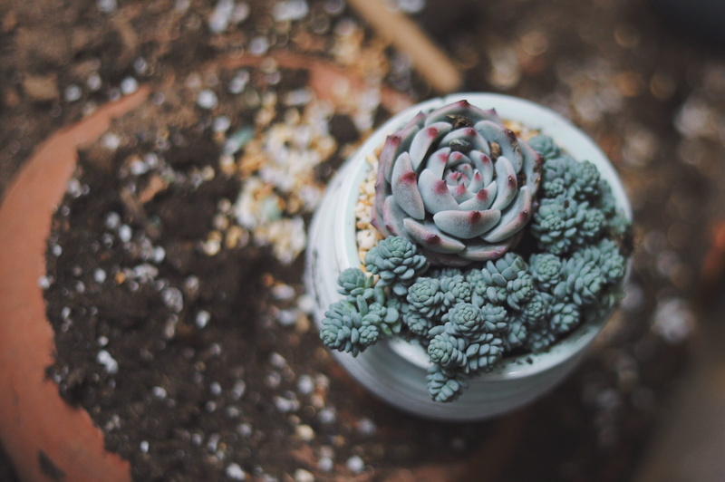sweet food, high angle view, food, freshness, day, close-up, indulgence, photo, ready-to-eat, temptation, close, fruit, potted plant, indoors, interior plant