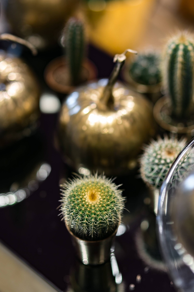 2K, potted plant, focus on foreground, cactuses, table, indoors, ornamental, high angle view, sharp, plant, cactus, ornaments, close-up, green Color, selective focus
