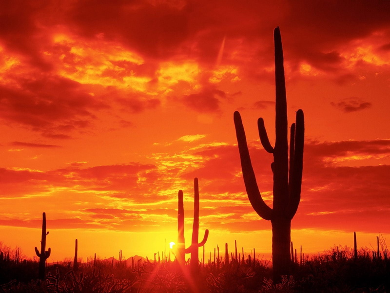 cactuses, sunrise - Dawn, silhouette, land, back Lit, sunset, summer, landscape, 720P, semi-arid, cloudscape, evening, tranquility, succulent plant, saguaro Cactus