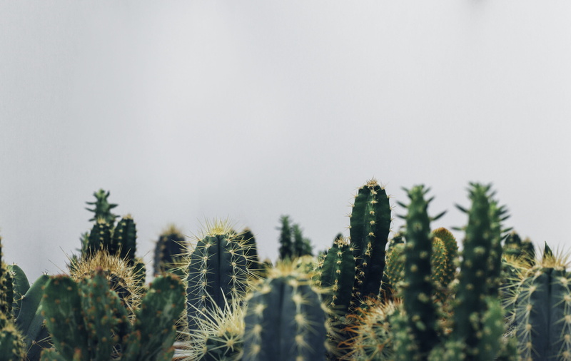 close-up, freshness, day, beauty in nature, green color, tranquility, cacti, focus on foreground, plant, selective focus, plants, tree, sky, succulent plant