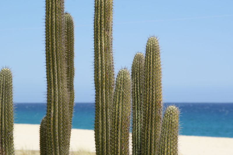 sky, pine tree, sea, shoreline, Cactus, thorns, green color, Dessert, shore, coniferous tree, outdoors, water, tree, no people, blue, ocean, plant, green