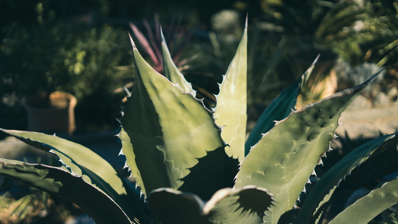 bird, aloe vera plant, tranquility, green, plant part, growth, cactuses, vegetation, garden, no people, room, animal, indoors, leaf, succulent plant, school
