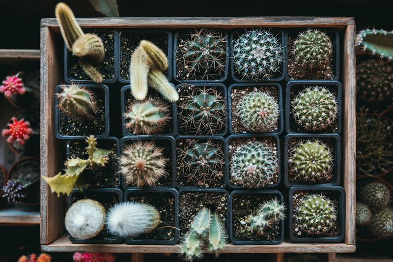 happy, nature, green Color, wooden, ornate, close-up, brown, backgrounds, desert, pattern, pot, healthy, storage, food, decoration, cactuse