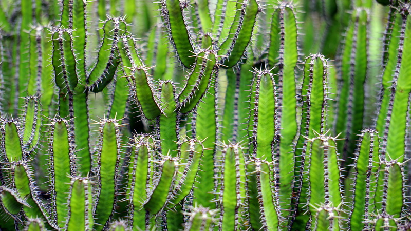 ecosystem, 5K, green, botany, cactus, arid climate, shallow, cacti, natural pattern, thorn, full frame, cactuses, succulent plant, photo, close-up, growth