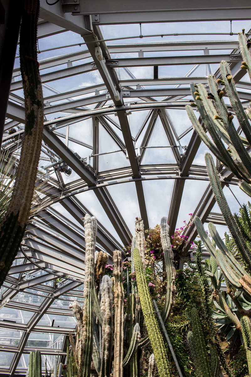 sunlight, hot, sky, berlin, botanical garden, no people, growth, glass house, plant, cacti, plants, pattern, built structure, desert, green, ceiling, cactus