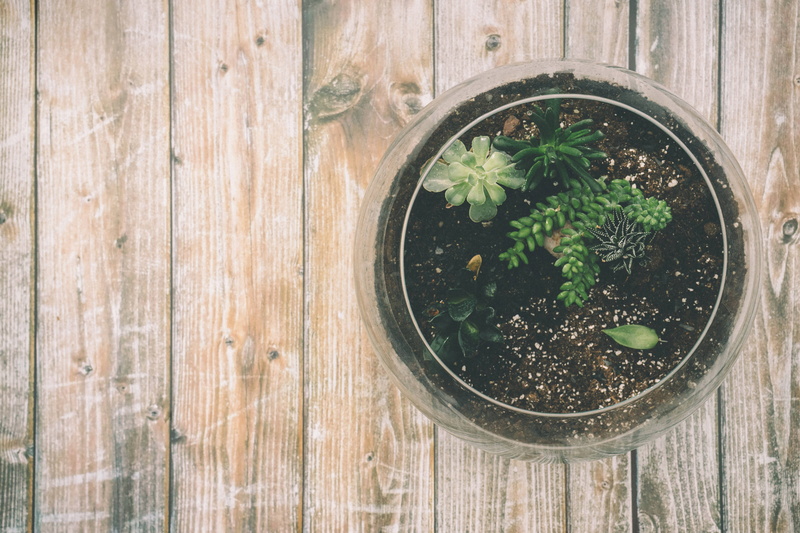 hardwood, wood, food, succulents, board, botanical, wood - material, plant part, food and drink, design, decor, 5K, leaves, bowl, healthy eating, cactuses