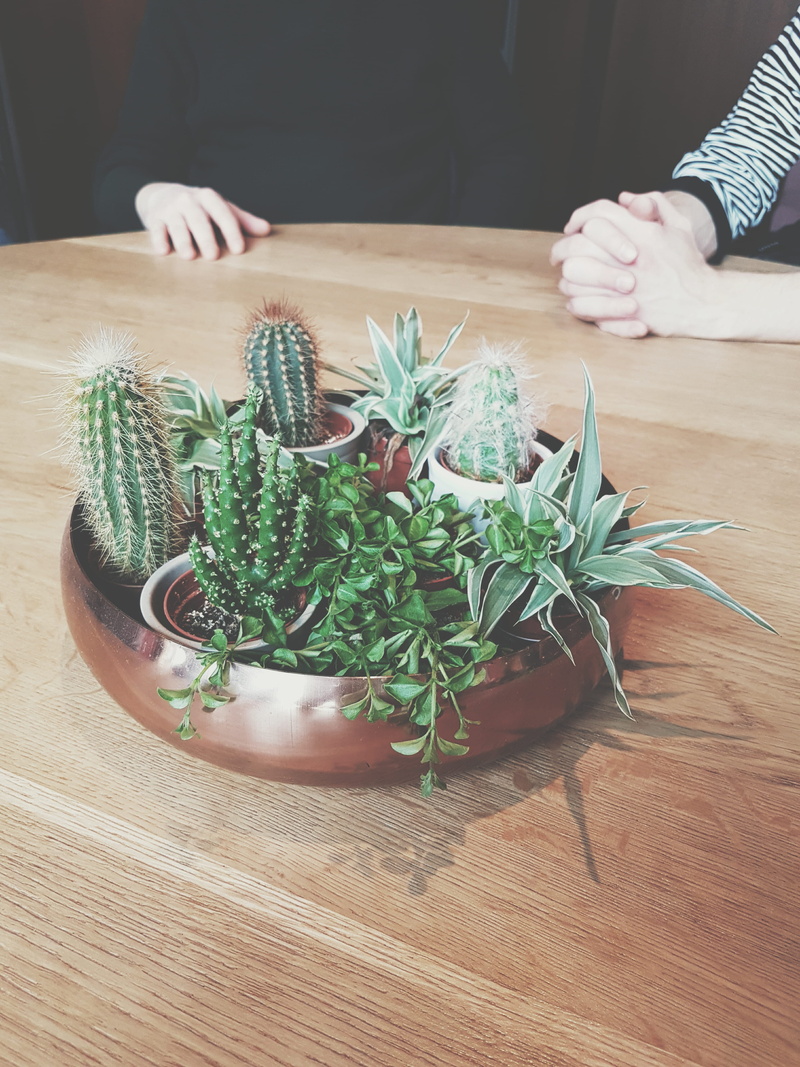 room, flower pot, hand, interior, herb, wooden table, leaf, plant part, potted plant, wood - material, freshness, nature, mint leaf - culinary, food and drink