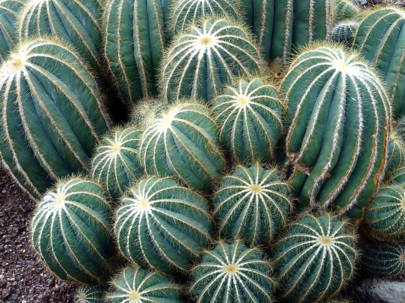 natural pattern, cactus, prickly, cactuses, full frame, 5K, succulent plant, plants, green, arid climate, botanical, shape, land, spiked, garden, greenery