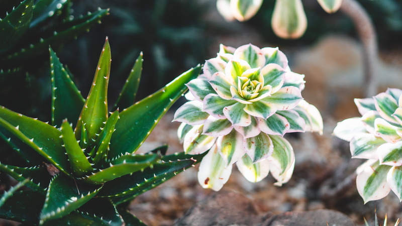 aloe, flora, stones, green color, blur, vera, plants, focus on foreground, blossom, flower head, plant, bloom, springtime, beautiful, no people, nature