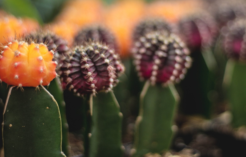 succulent plant, red, vulnerability, anther, tulip, weed, flower head, aloe, beauty in nature, bee, sprout, cactus, 4K, inflorescence, focus on foreground