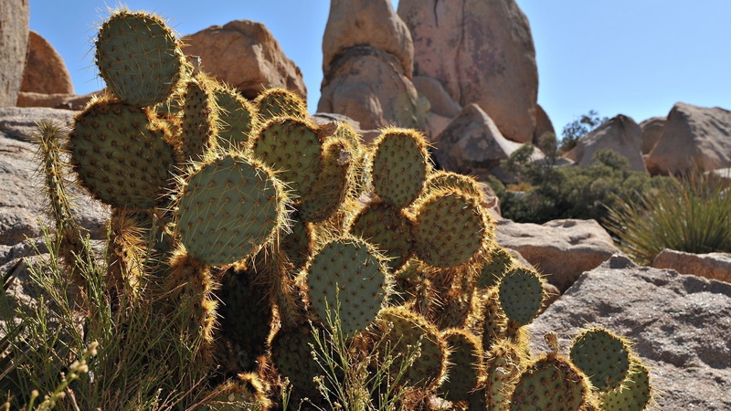 cactus, plant, succulent plant, prickly pear cactus, arid climate, desert, Vegetation, Stones, green color, land, spiked, tranquility, Paws, day, semi-arid