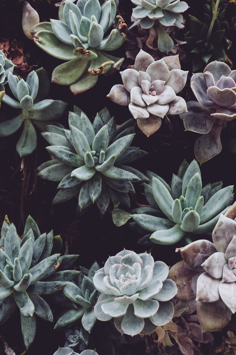 plant, flower, garden, botanical, growth, succulent plant, succulents, freshness, fragility, beauty in nature, leaves, leaf, flower head, nature, day, plants