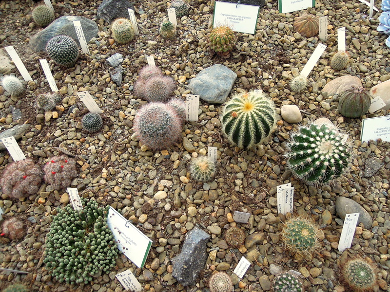stone - object, large group of objects, seashell, rock - object, day, outdoors, food and drink, instill, high angle view, cactus, choice, plants, stone
