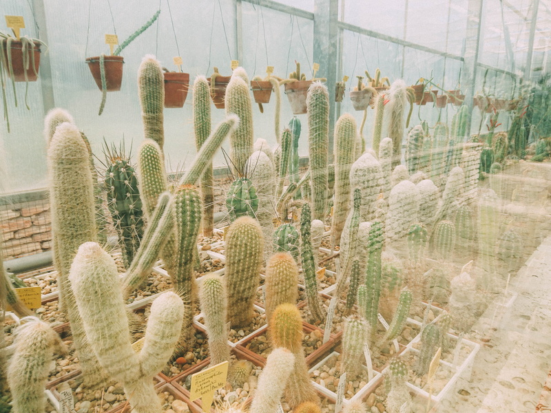 beauty in nature, glass - material, sharp, no people, transparent, thorn, growth, eduard militaru, greenhouse, spiked, cactus, twolittleboxes