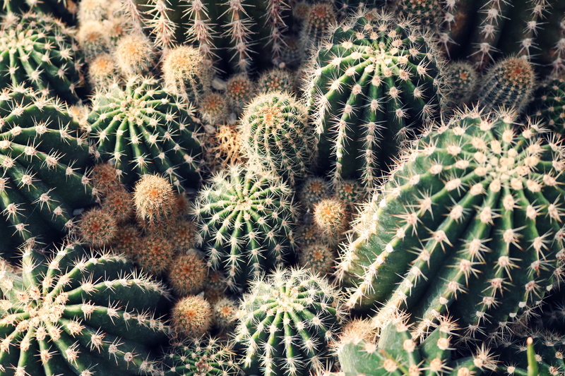 green color, outdoors, backgrounds, cactus, plants, green, spikes, botanical, no people, spines, cactus plant, prickly, nature, cacti, natural pattern