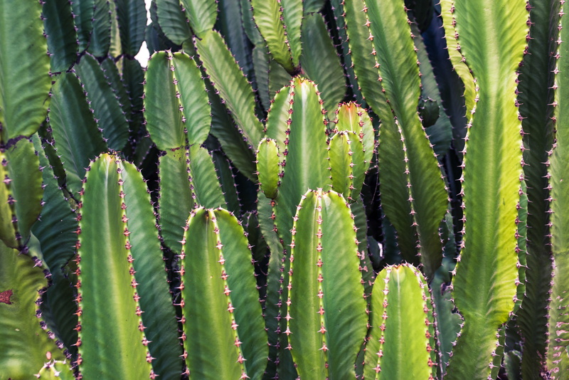 nature, land, outdoors, close-up, green, spiked, 4K, plant part, succulent plant, plant, cactus, full frame, cactuses, green color, day, growth, thorn
