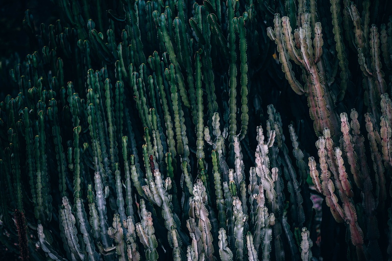 texture, green, bamboo - plant, plant, cactus, nature, Cacti, outdoors, forest, textured, full frame, tree, bark, tree trunk, 5K, natural pattern, land